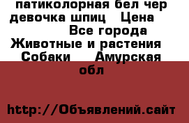 патиколорная бел/чер девочка шпиц › Цена ­ 15 000 - Все города Животные и растения » Собаки   . Амурская обл.